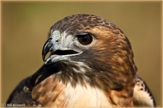 Missing Image: i_0054.jpg - Red-tailed Hawk