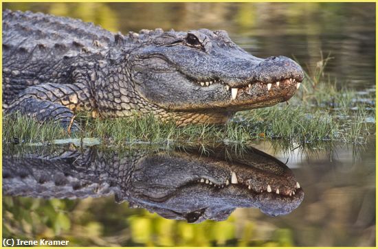 Missing Image: i_0057.jpg - American Alligator