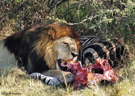 Missing Image: i_0075.jpg - Lion with Zebra Kill