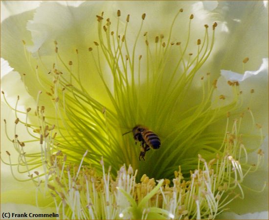 Missing Image: i_0078.jpg - Cactus-Flower with Bee