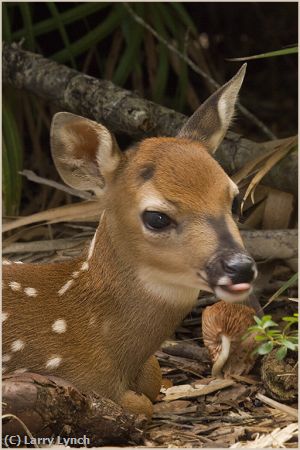 Missing Image: i_0082.jpg - white tail fawn