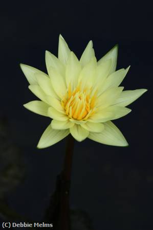 Missing Image: i_0018.jpg - water lilly