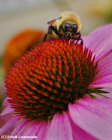 Missing Image: i_0009.jpg - Cone Flowerwith Bee