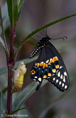 Missing Image: i_0011.jpg - Emerged Black Swallowtail