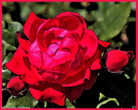 Missing Image: i_0040.jpg - A Rose is a Rose