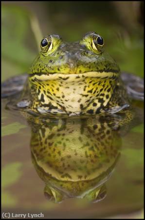 Missing Image: i_0044.jpg - Florida Green Frog