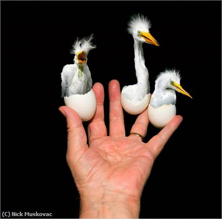 Missing Image: i_0054.jpg - Three-HandHeld-Hatching-Egrets