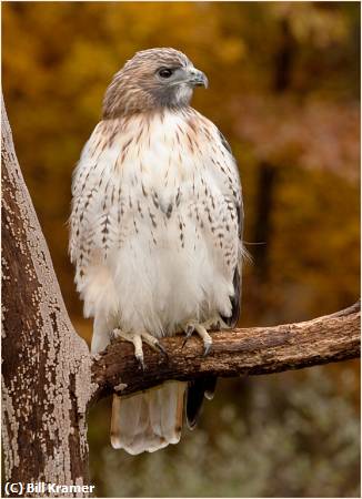 Missing Image: i_0065.jpg - Red-tailed-Hawk