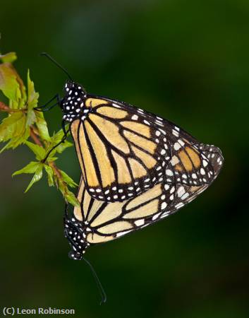 Missing Image: i_0031.jpg - Mating Monarchs