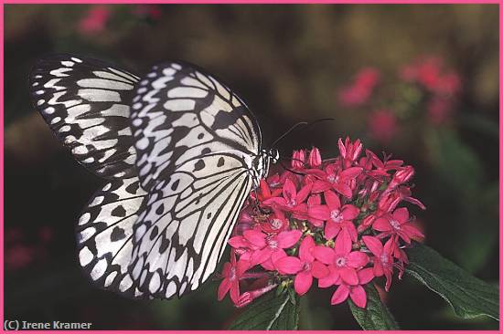 Missing Image: i_0041.jpg - Rice Paper Butterfly
