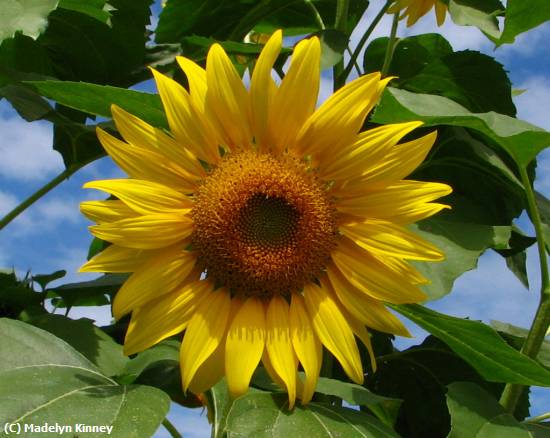 Missing Image: i_0044.jpg - Sunflower