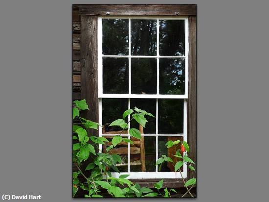 Missing Image: i_0077.jpg - Window Framed by Plant