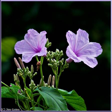 Missing Image: i_0004.jpg - Purple-Flowers