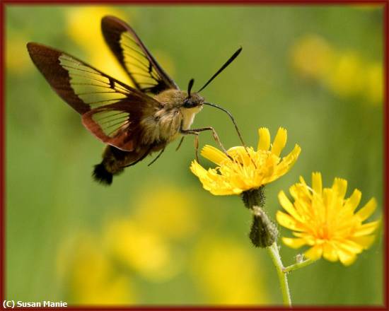 Missing Image: i_0009.jpg - Hummingbird Moth in Flight