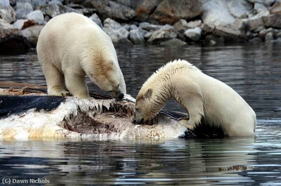 Missing Image: i_0020.jpg - Polar Bears Eating Whale