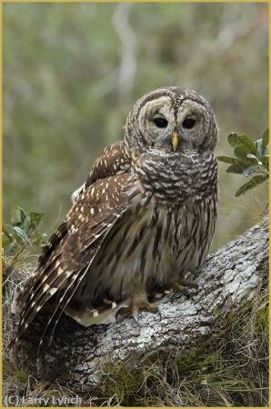Missing Image: i_0017.jpg - Barred Owl