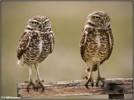 Missing Image: i_0043.jpg - Burrowing Owls