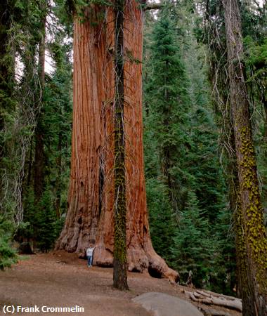 Missing Image: i_0068.jpg - Giant Redwood