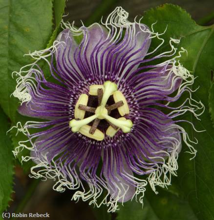 Missing Image: i_0051.jpg - purple passion flower