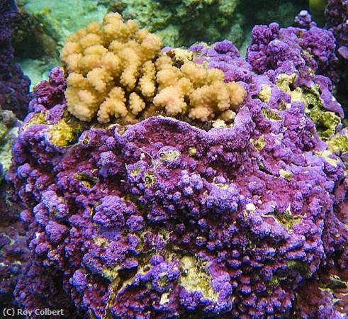 Missing Image: i_0056.jpg - Gold Topped Purple Coral