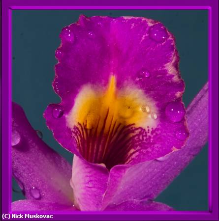 Missing Image: i_0061.jpg - Purple-Orchid