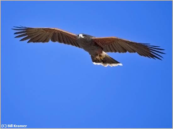 Missing Image: i_0008.jpg - Harris' Hawk In Flight