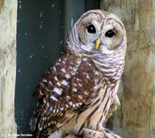 Missing Image: i_0021.jpg - Barred Owl