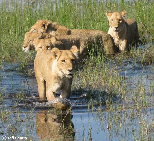 Missing Image: i_0035.jpg - Swimming Lions of Botswana