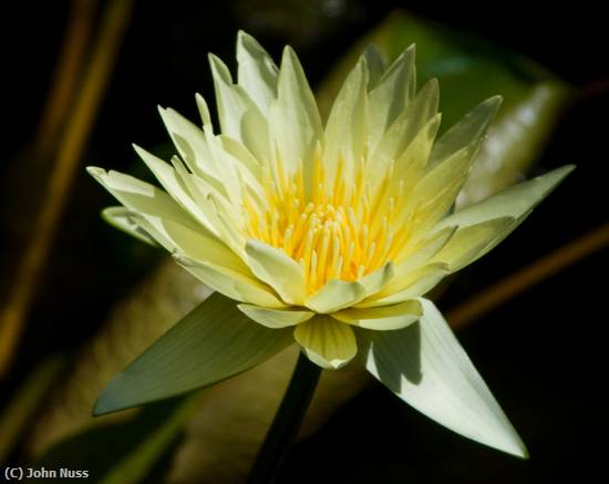 Missing Image: i_0004.jpg - Water Lily