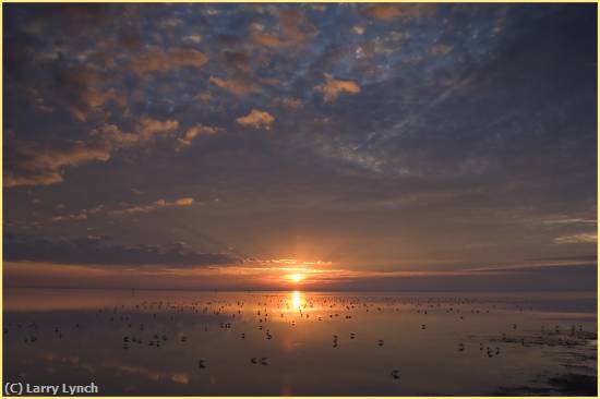 Missing Image: i_0052.jpg - Birds  Feeding at Sunrise