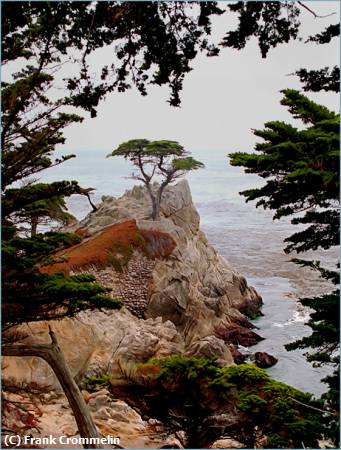 Missing Image: i_0006.jpg - Lone Cypress