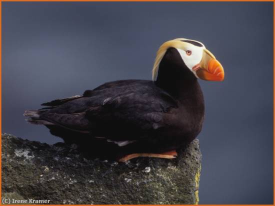 Missing Image: i_0018.jpg - Tufted-Puffin-On-Cliff