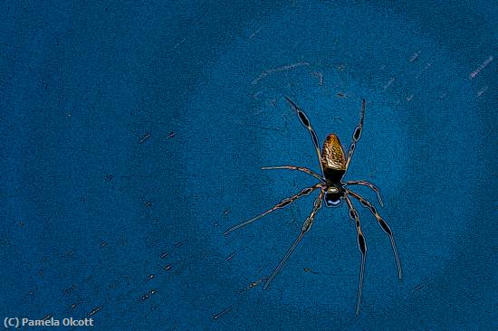 Missing Image: i_0074.jpg - Glow Spider