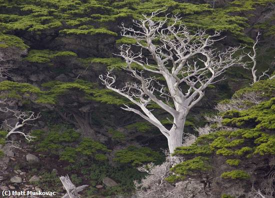 Missing Image: i_0029.jpg - Point Lobos Dead Tree