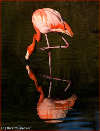 Missing Image: i_0060.jpg - Flamingo-Reflection