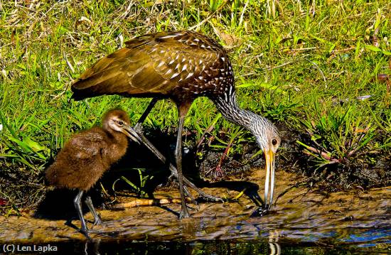 Missing Image: i_0046.jpg - Limpkin and Chick