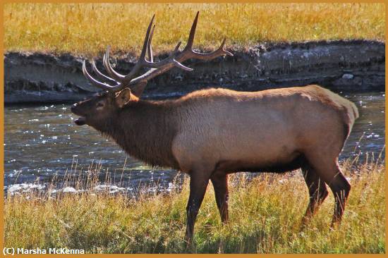 Missing Image: i_0052.jpg - Bugling Elk