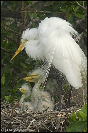 Missing Image: i_0055.jpg - Great Egret and Chics
