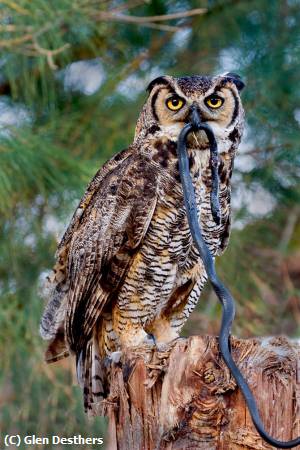 Missing Image: i_0006.jpg - Great horned owl
