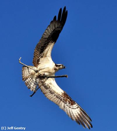 Missing Image: i_0054.jpg - Osprey with Nest Stick
