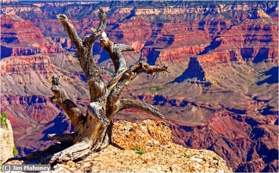Missing Image: i_0055.jpg - Old Tree and Canyon