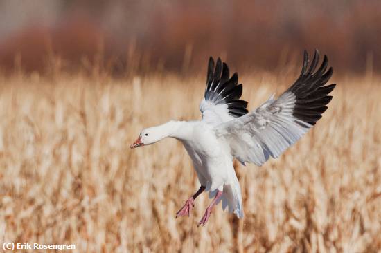 Missing Image: i_0005.jpg - About-to-land-Snow-Goose