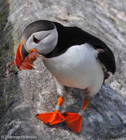 Missing Image: i_0050.jpg - Puffin with Shrimp