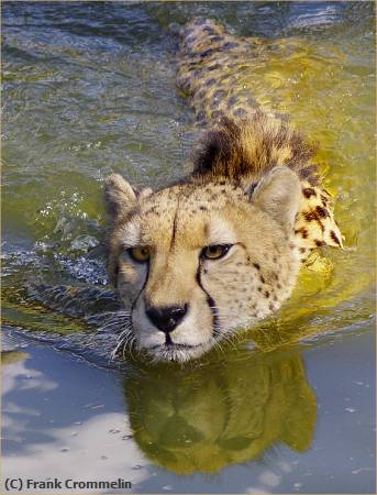 Missing Image: i_0083.jpg - Swimming Cheetah