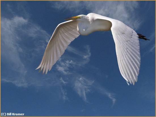 Missing Image: i_0025.jpg - Great-White-Egret