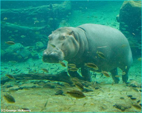 Missing Image: i_0018.jpg - Underwater Hippo