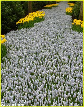 Missing Image: i_0034.jpg - A RIVER OF TULIPS
