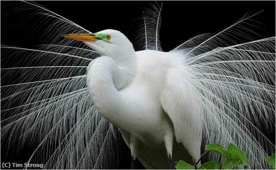Missing Image: i_0035.jpg - Great White Egret Breeding Plumage