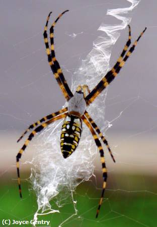 Missing Image: i_0045.jpg - Black and Yellow Spider