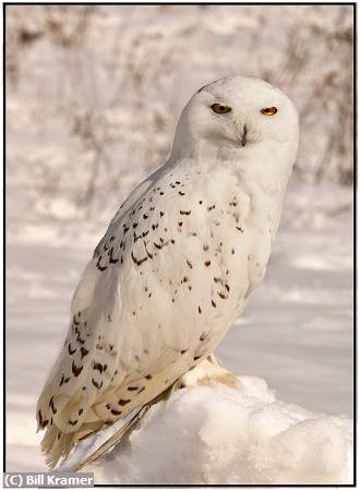 Missing Image: i_0039.jpg - Snowy Owl